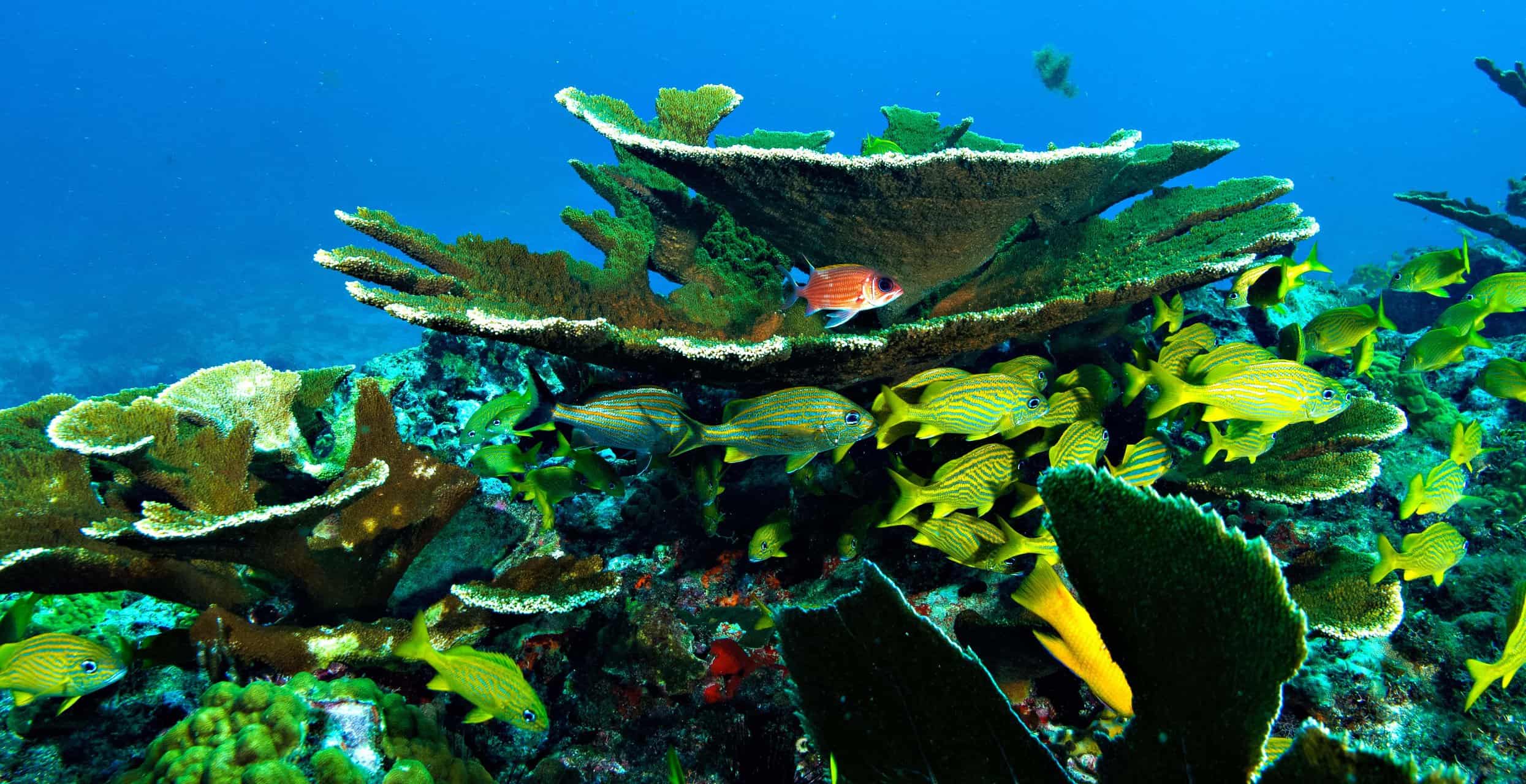 Cozumel Palancar Reef Scuba Diving