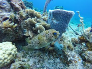 Cozumel Discover Dive Reef
