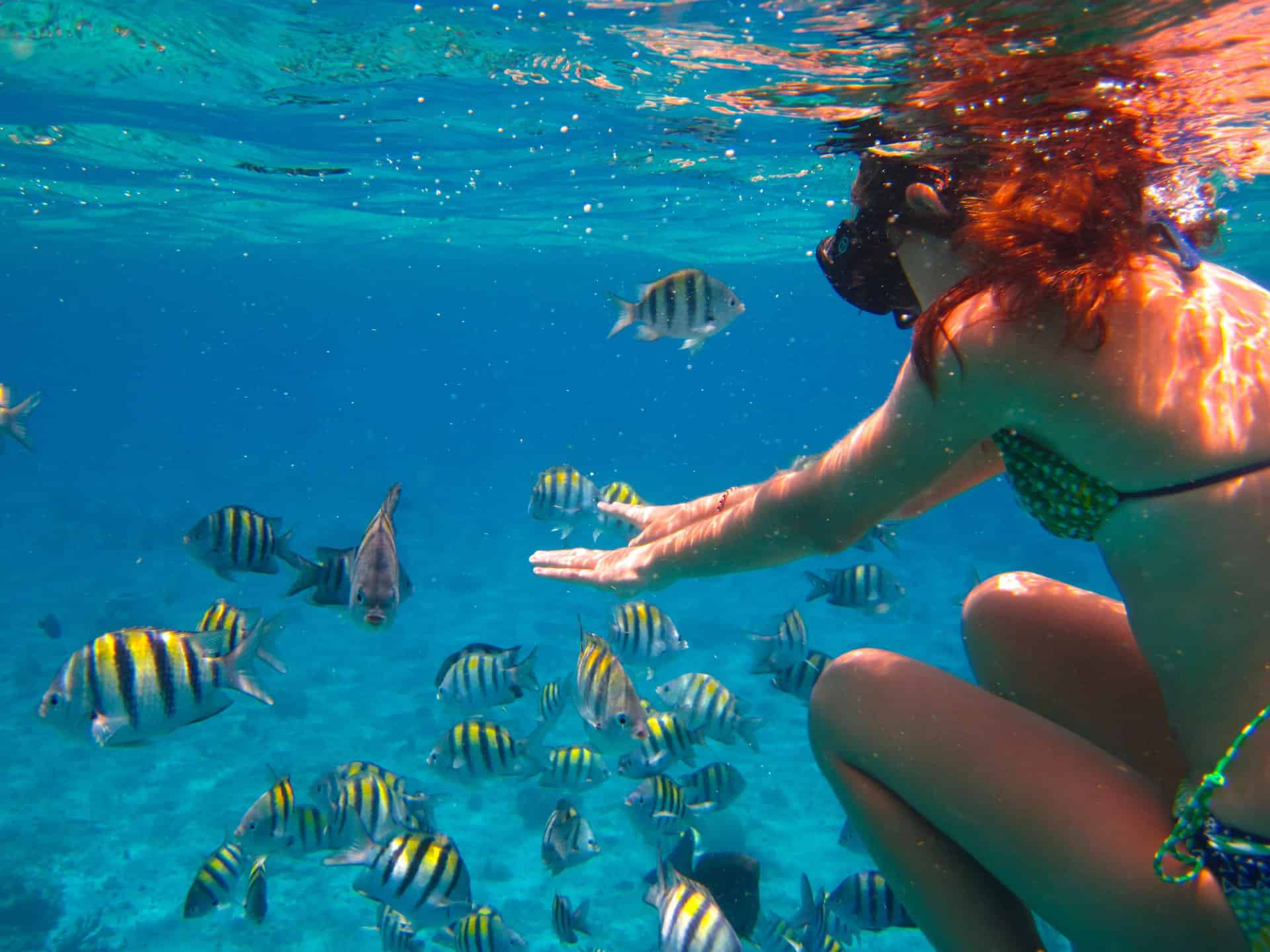 Cozumel Snorkeling palancar reef Fish