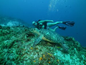 Cozumel Scuba Diving Fulivo Turtle 1